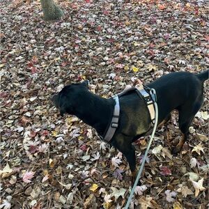 Made to roam harness, leash and collar set